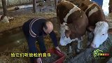 比利时养牛者每天给奶牛喂四升啤酒
