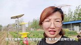 太阳能物理灭虫灯，这样的灯效果好吗？我也要给自己家安一个这灯