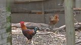 广东一养殖户3000多只鸡80天死亡 兽医观察后结果出乎意料