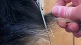 狗子说短一点点就行