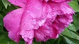 雨中的牡丹太美了！恨不得把每一朵都搬进镜头。