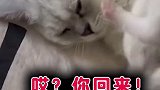 为了小鱼干，拿去吧