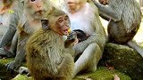 小猴子得到无微不至的照顾，猴妈妈眼里全是它的孩子！