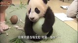 饲养员拿走熊猫宝宝的球，结果熊猫当场变脸，简直被萌化了！