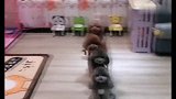 泰迪狗狗抢床位，结果出现意外