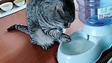 猫：主人给我买的水还真好喝！