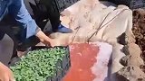 种苗，田间地头，农业种植