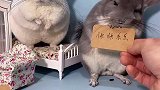 猜猜结局谁赢