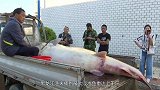 黑龙江渔夫抓到“最大”淡水鱼，重达上千斤，专家看后变了脸色