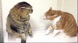 萌宠：橘猫生气后果很严重，小拳头哐哐猛砸，听声音都脑瓜疼