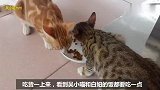 小流浪猫捡回来4个月，霸道又淘气，给主人家带来无尽欢乐与生机