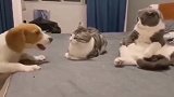 没想到猫也这么爱看热闹，大眼睛睁的圆圆的