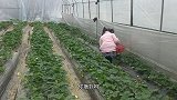苗大姐陪侄女摘草莓，她说洗一下就红，吃起来嘴巴甜甜奶香味