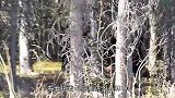 野狼追赶大棕熊，反应过来的棕熊怒了，野狼：惹不起快跑