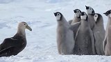 极地上演“老鹰抓小鸡”，小企鹅个个严阵以待你不要过来啊！