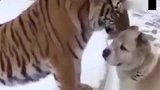 一起长大的老虎跟狗狗分离, 3年后再次相遇都哭了