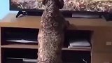 慈母手中棍，老外真会玩