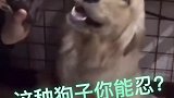 这样找打的狗子你能忍？