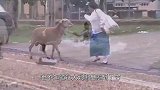 这只山羊咋想的？居然跑去跟骆驼打架，骆驼：你跳起来打我膝盖？