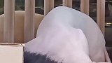 这个便携袋子，文明养狗