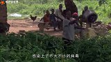 如果蚊子从地球上灭绝，人类会怎么样？专家：开心到极致就是难过