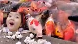女生拿着馒头喂学校里的鱼，鱼儿吃馒头像猪一样往前拱！
