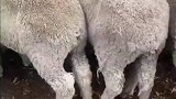 狗狗上演轻功羊上飘，轻松解决羊群堵塞问题
