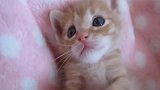 睡着的小奶猫，任由主人摆造型，网友：放开那猫咪，让我来