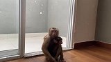 小猴博尼带在小猴努伊家的最后一天，两只小猴玩的很开心！