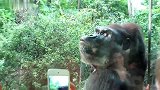 这绝对是一只傲娇的大猩猩，仰首挺胸，直接无视人群！