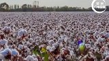 新疆棉场经营者回应抵制风波：棉花产量常年供不应求！新疆棉花中国自己还不够用