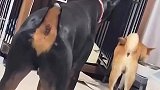 柴犬正在吃饭时，被后方的黑狗挑衅