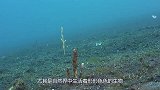 贵州村民发现一只“四不像”，很多人没见过，专家：立即封锁村庄