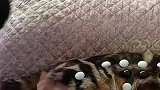 女孩趁猫咪睡着，在猫身上摆棋子