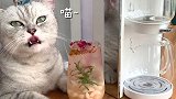 猫王：听说你们喜欢看本喵的山竹，那本喵就忍痛割山竹吧 #会做饭的猫  #饮品