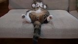 主人担心绝育后猫咪想不开,回家后直接让人笑岔气了!