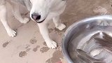 我也不能靠近 真是太爱他的鱼朋友了二哈