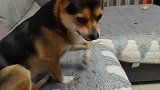 狗狗学主人嗑瓜子，动作比主人还娴熟，这狗成精了