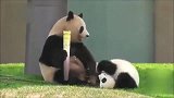 熊猫宝宝化身淘气包，千方百计抢夺妈妈的大竹笋