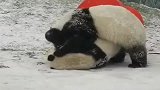 熊猫：来啊！都是国宝谁怕谁我就是故意的！