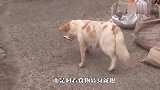 流浪狗沿街乞讨，自己却舍不得吃，结局让人泪目了