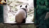 徘徊在门口的熊猫宝宝圆梦，小背影萌出天际