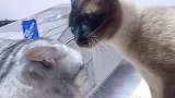 猫：气死我了，吃小鱼干也不叫我！