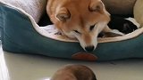 狗狗想要快点出去玩，谁知道被狗妈妈直接叼回来！
