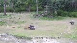 雪豹捕食小野牛，差点被野牛妈妈踩死，镜头记录惊险画面
