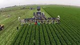 美国农场人工和机械配合收割芹菜，这产量实在惊人