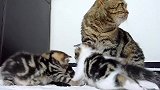 墙角的小猫咪们，这么多只小可爱，养哪一只