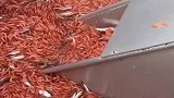 满满的一船红虾，这东东烧烤的味道，比蒸熟口感还棒