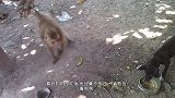 猴子表演杂技“铁头功”来碎大石，猴子很疑惑：咦，咋没碎呢？