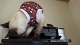 暹罗猫对铲屎官的打印机很好奇，猫：能打出小鱼干不